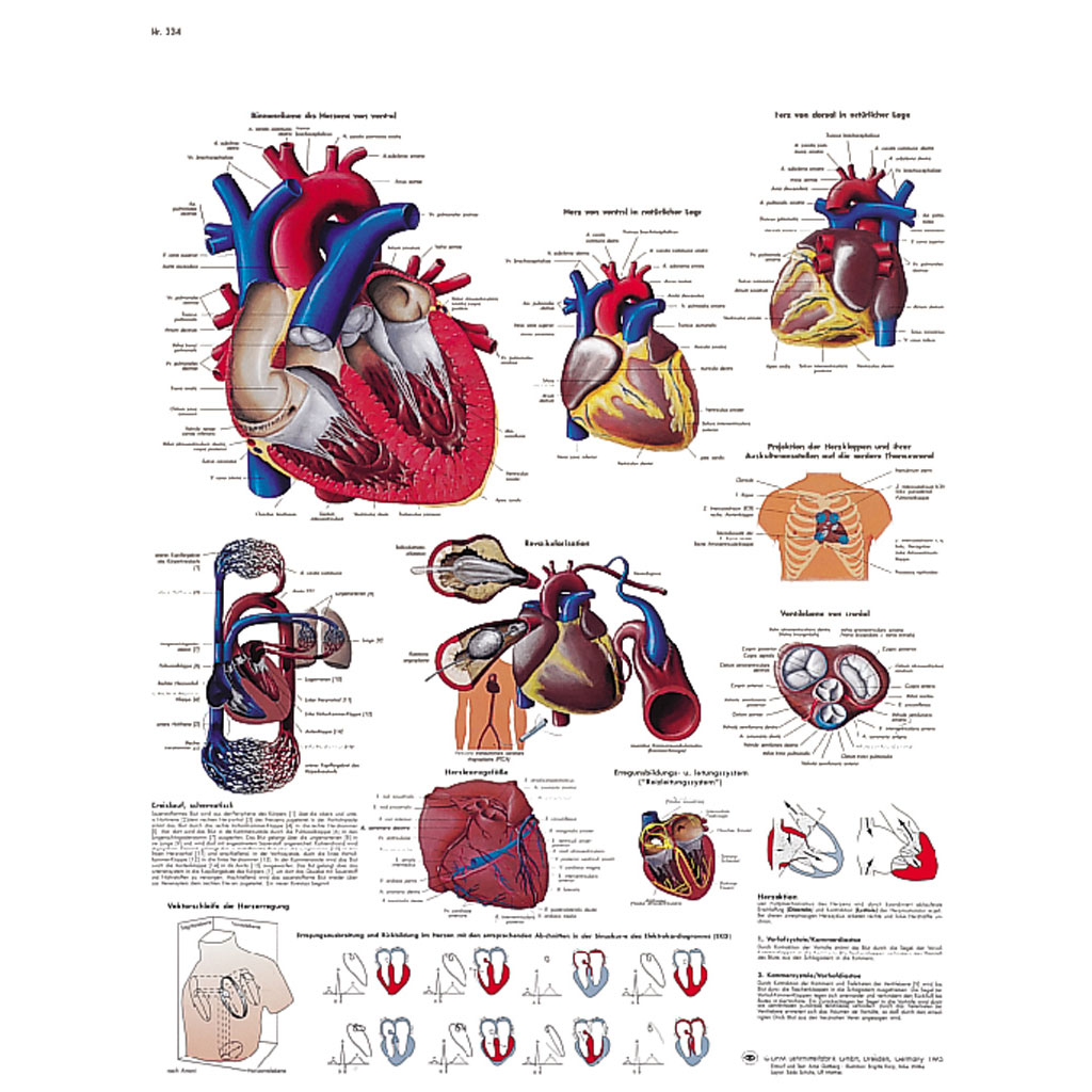 Das menschliche Herz - Poster laminiert