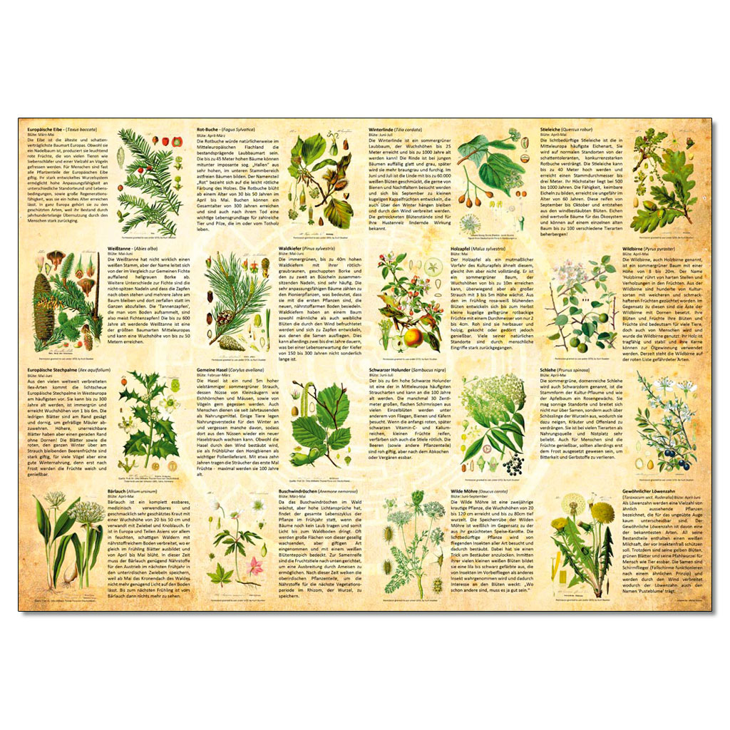 temp10786d-ecogon-das-spieljUBe0xsHc2PvA Ecogon - Das Spiel