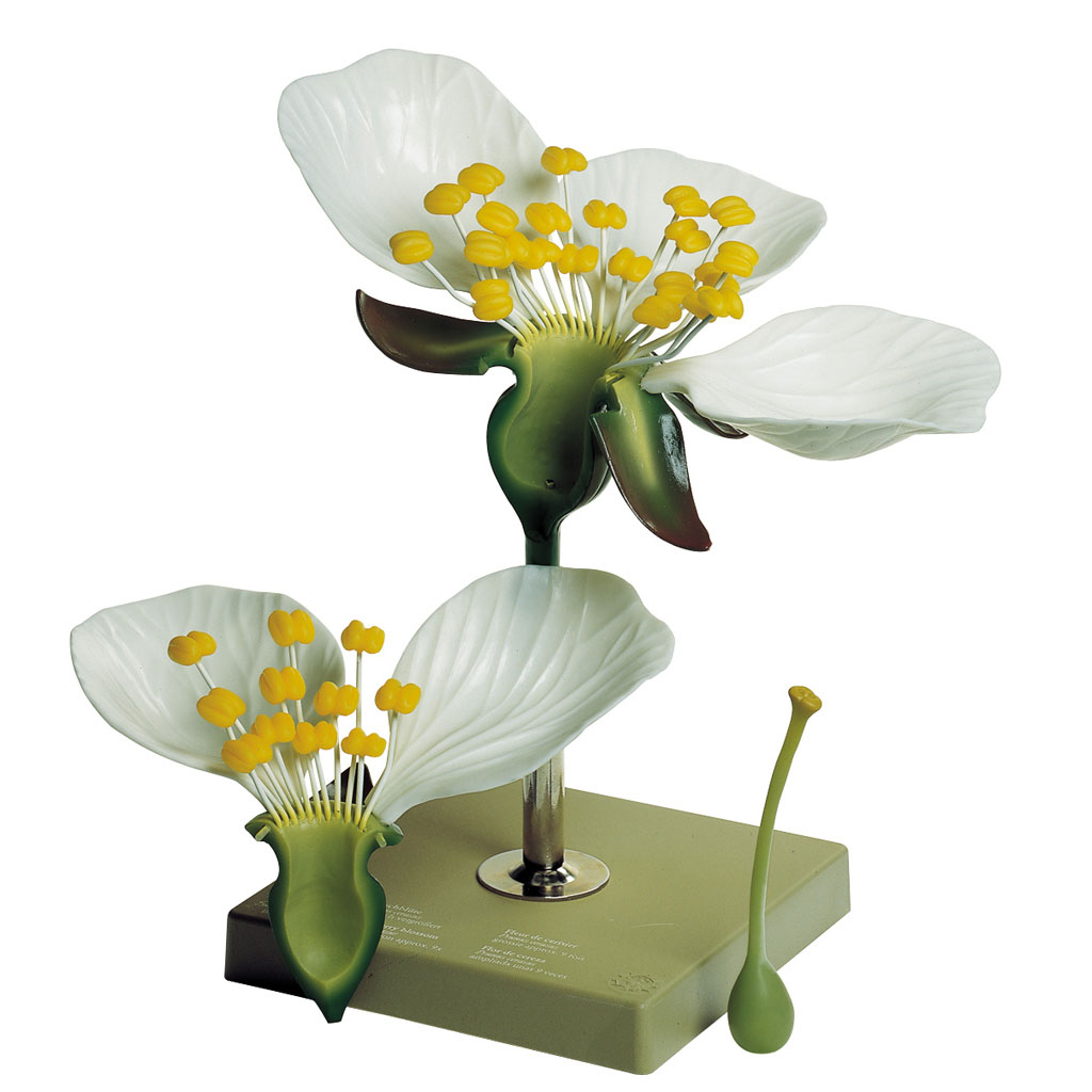 temp2360ndXcyizCeIKLi Modell von der Kirschblüte