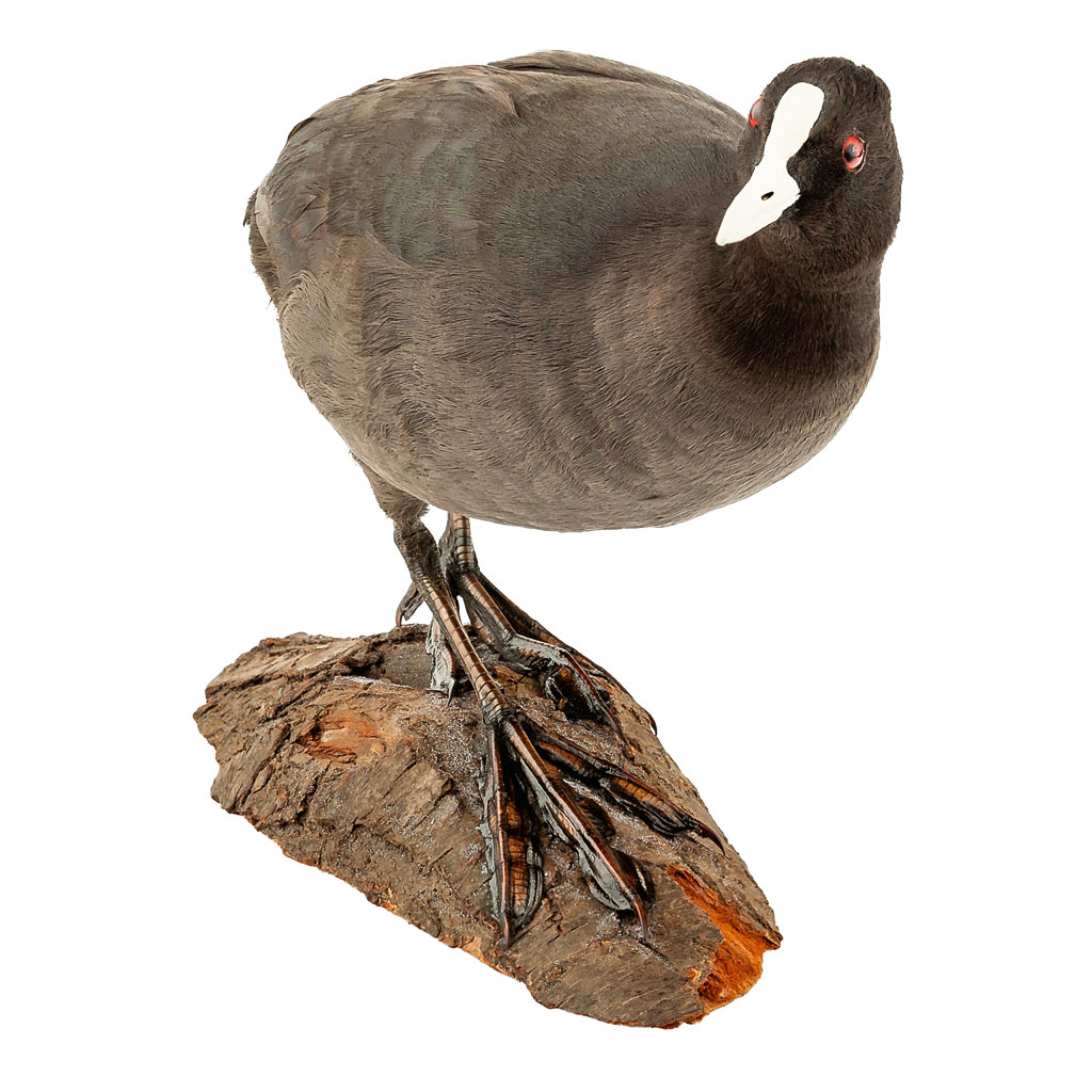 Ganzpräparat Bleßhuhn Ganzpräparat Bleßhuhn