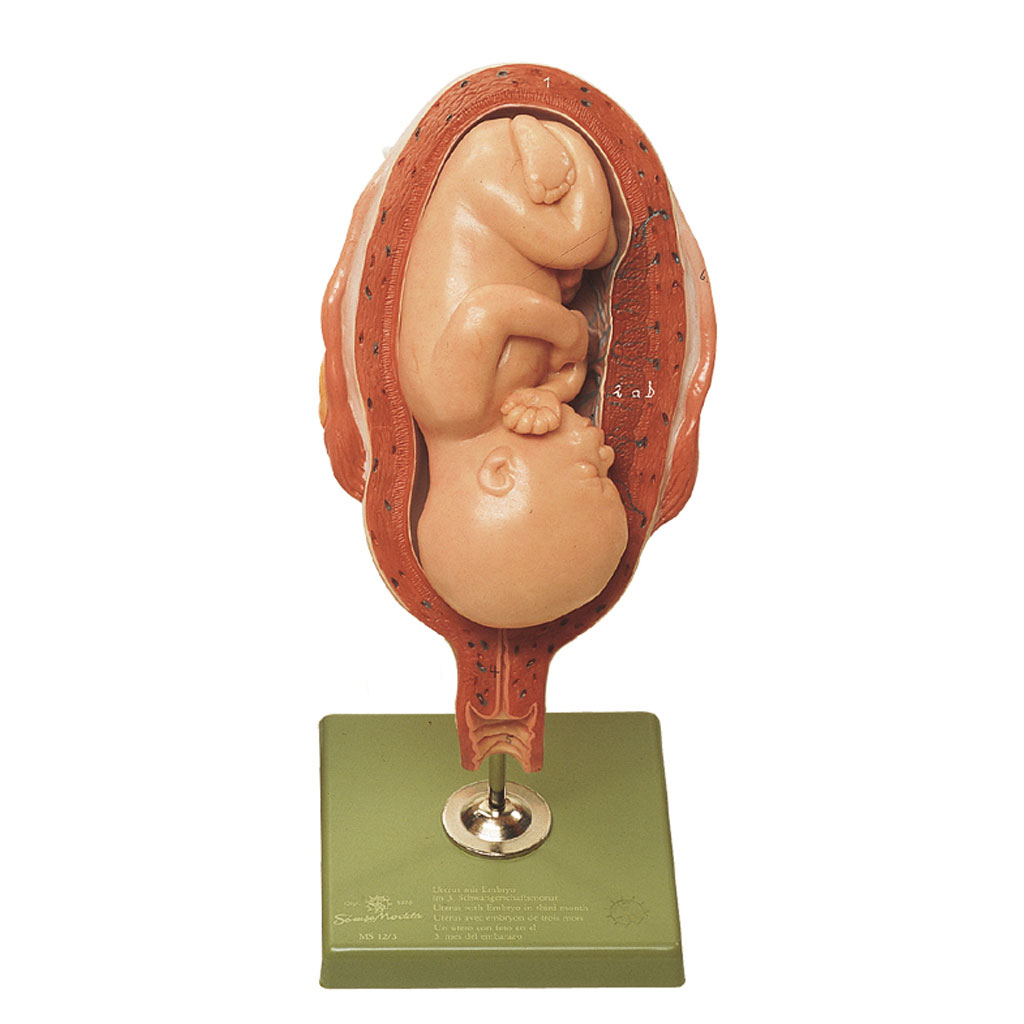 temp2151xqR6ViingWZZv Schwangerschaftsmodell ca. 7. Monat