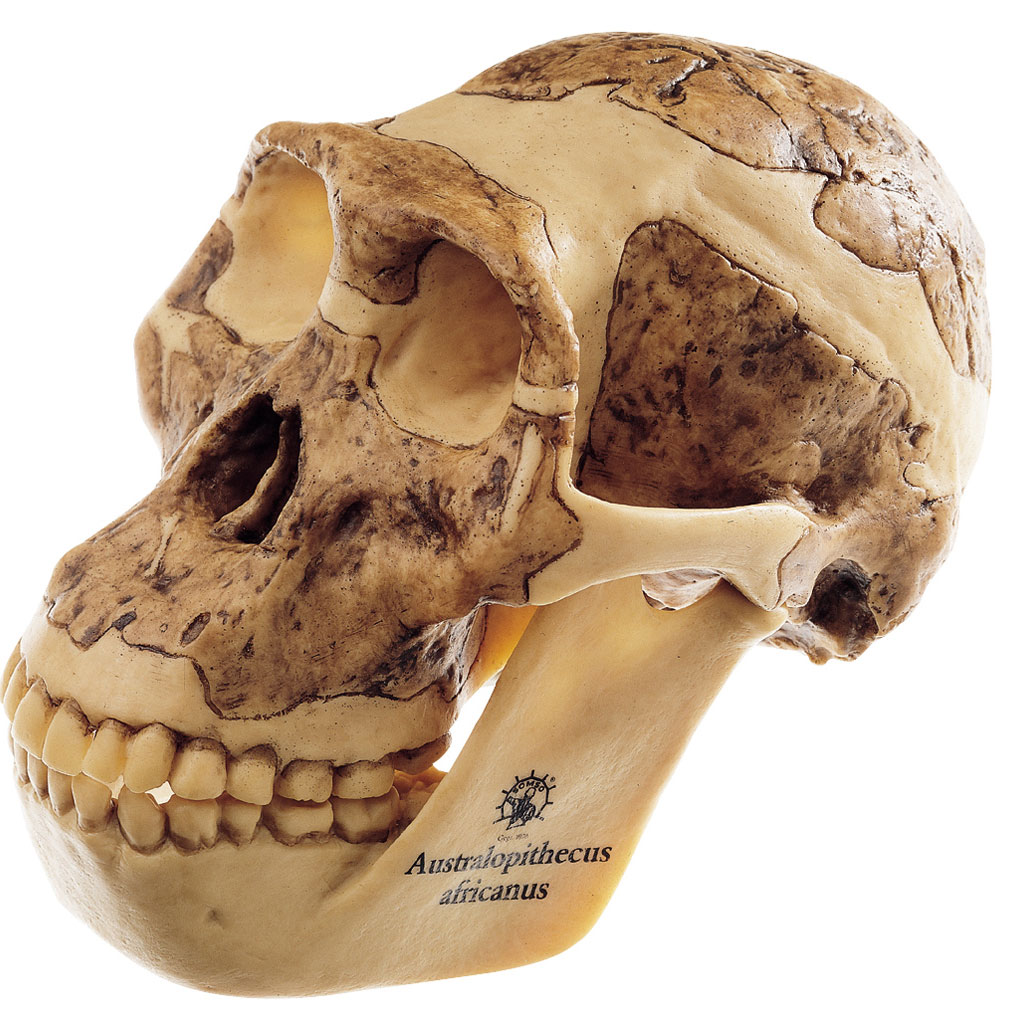 Schädelrekonstruktion - Australopithecus africanus