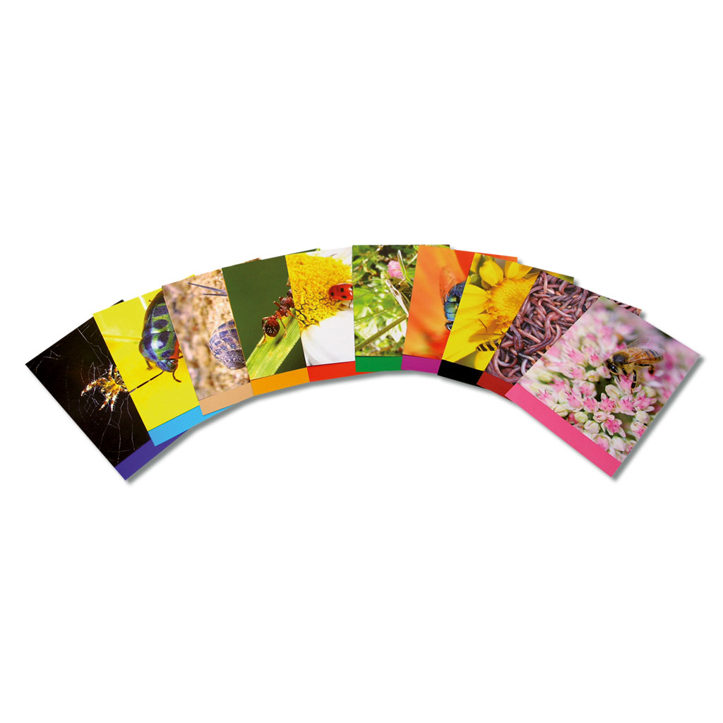 Motivpapier Insekten, 40 Blatt in 10 Motiven