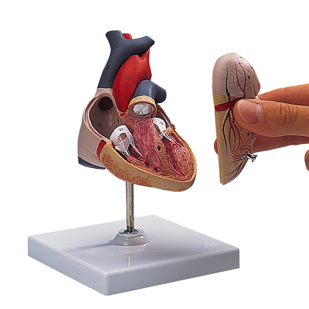 Modell vom Herz mit Herzstrukturen