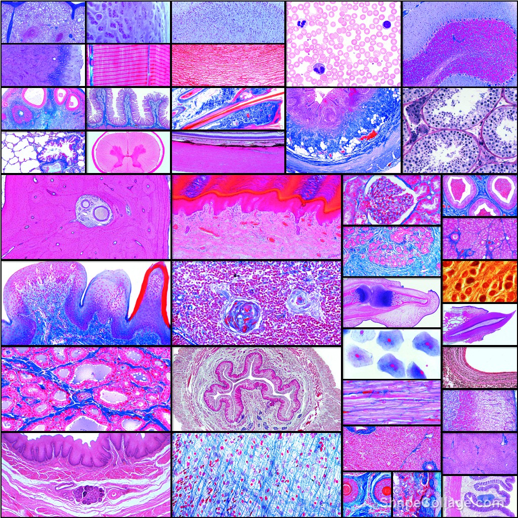 Komplette Serie 9000 Histologie des Menschen