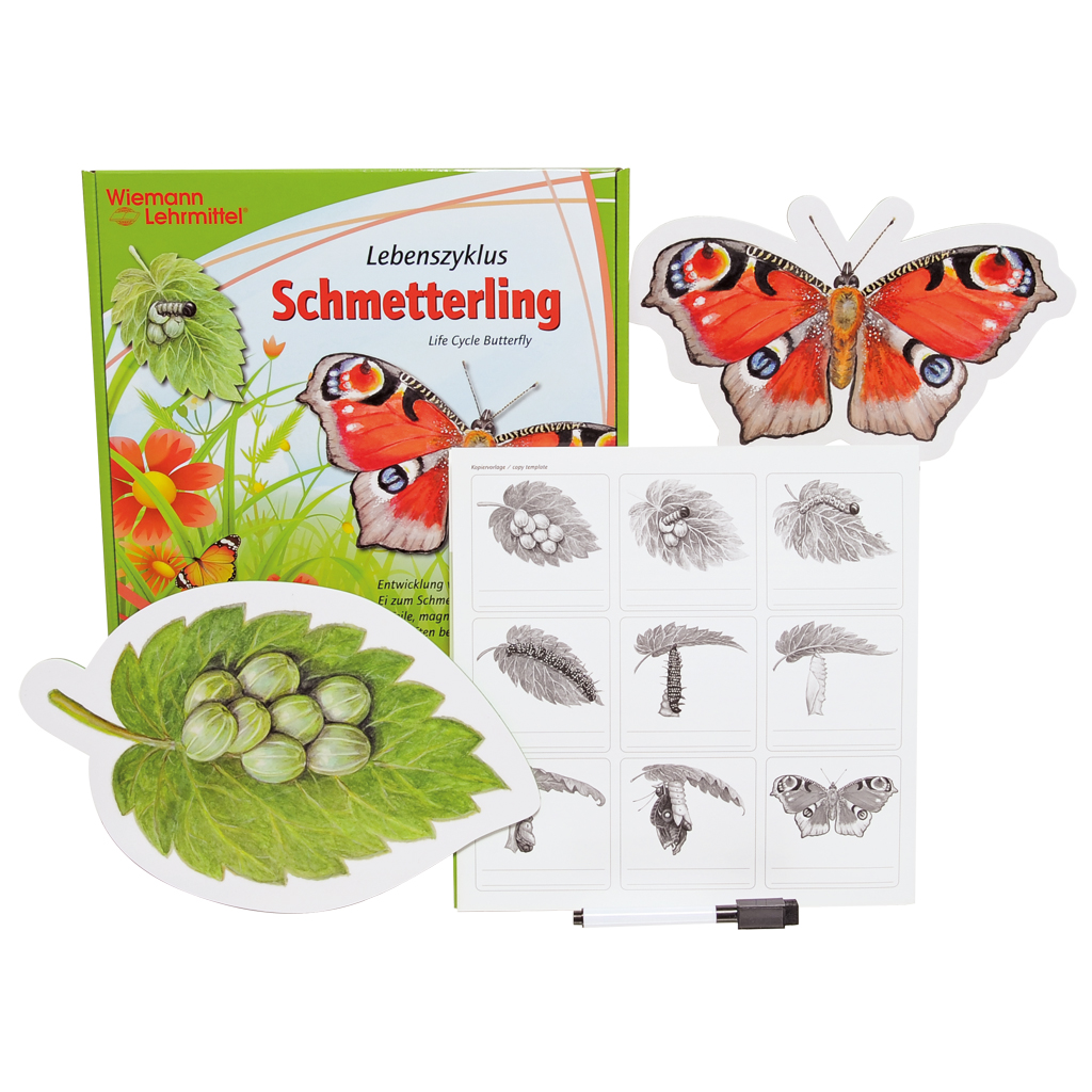 Vom Ei zum Schmetterling Vom Ei zum Schmetterling