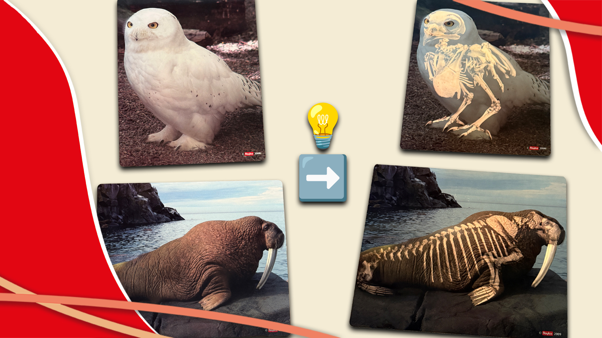 Video_zu_W-93859_Innenleben_Menschen_Tiere_Wiemann-Lehrmittel