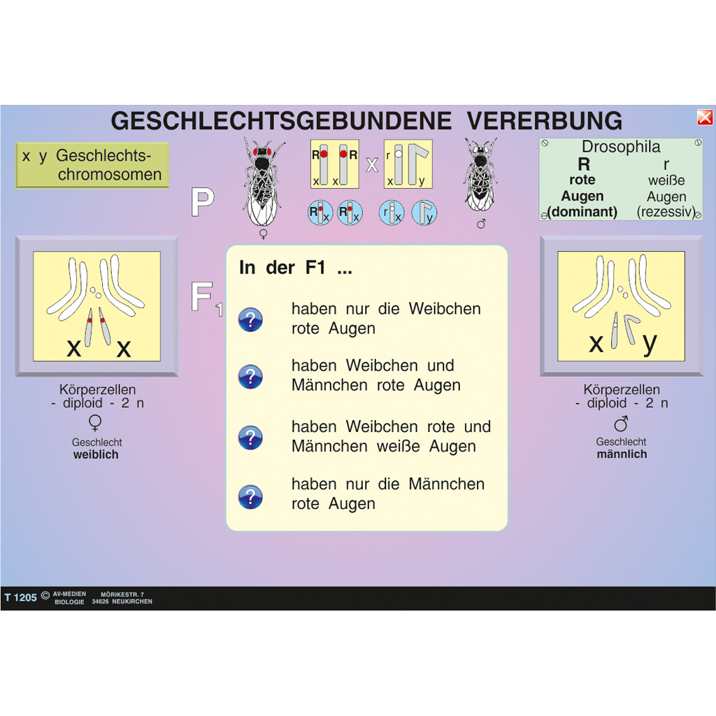 Interaktive digitale Tafelbilder GENETIK 2