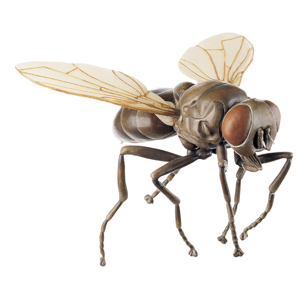 Fliege, Musca domestica