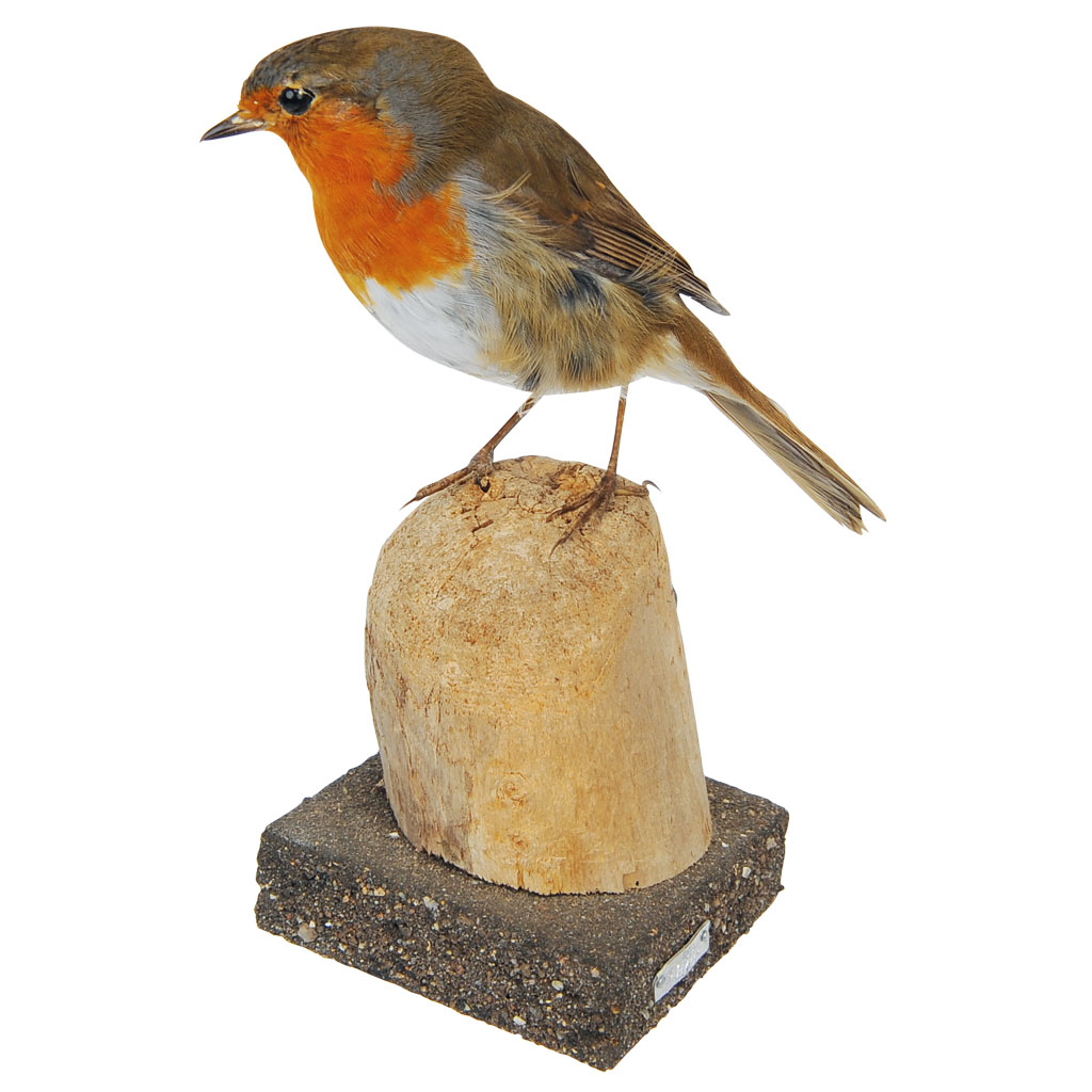 Ganzpräparat Rotkehlchen