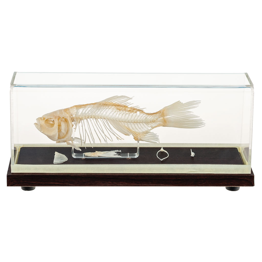 Skelett vom Karpfen klein unter Acrylglas Skelett vom Karpfen klein unter Acrylglas