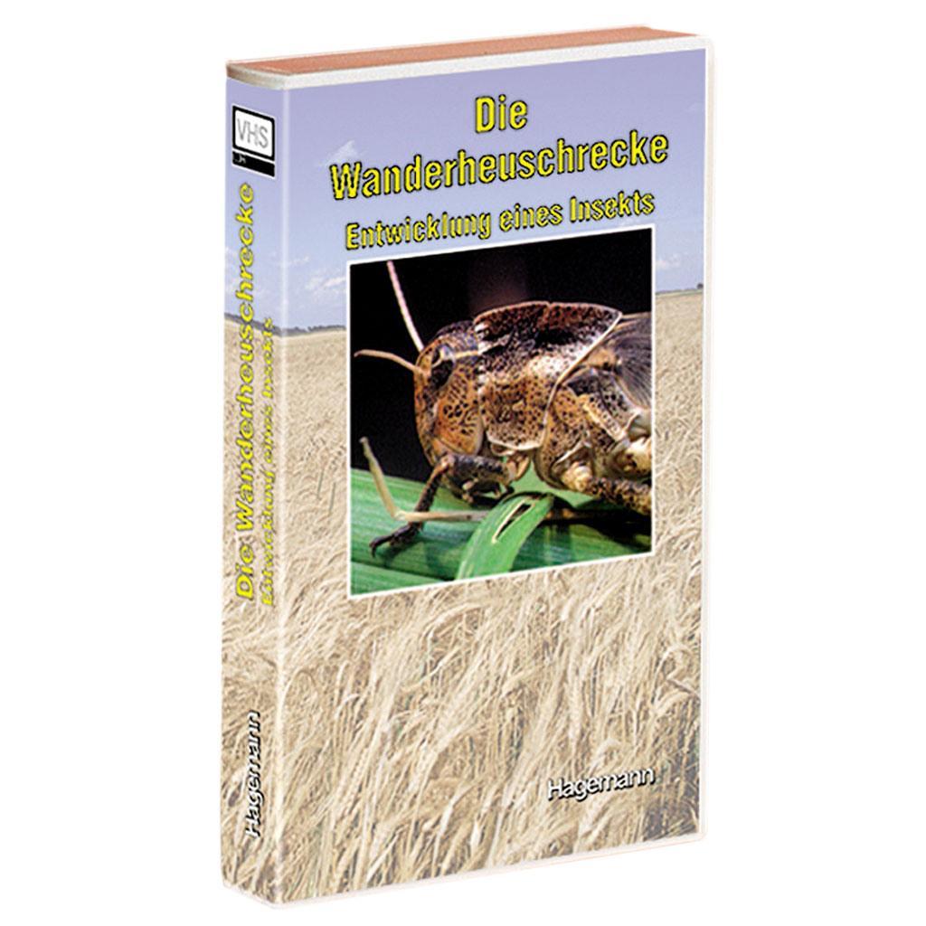 Die Wanderheuschrecke - Entwicklung eines Insekts