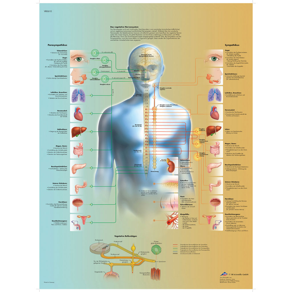 Das vegetative Nervensystem - Poster laminiert