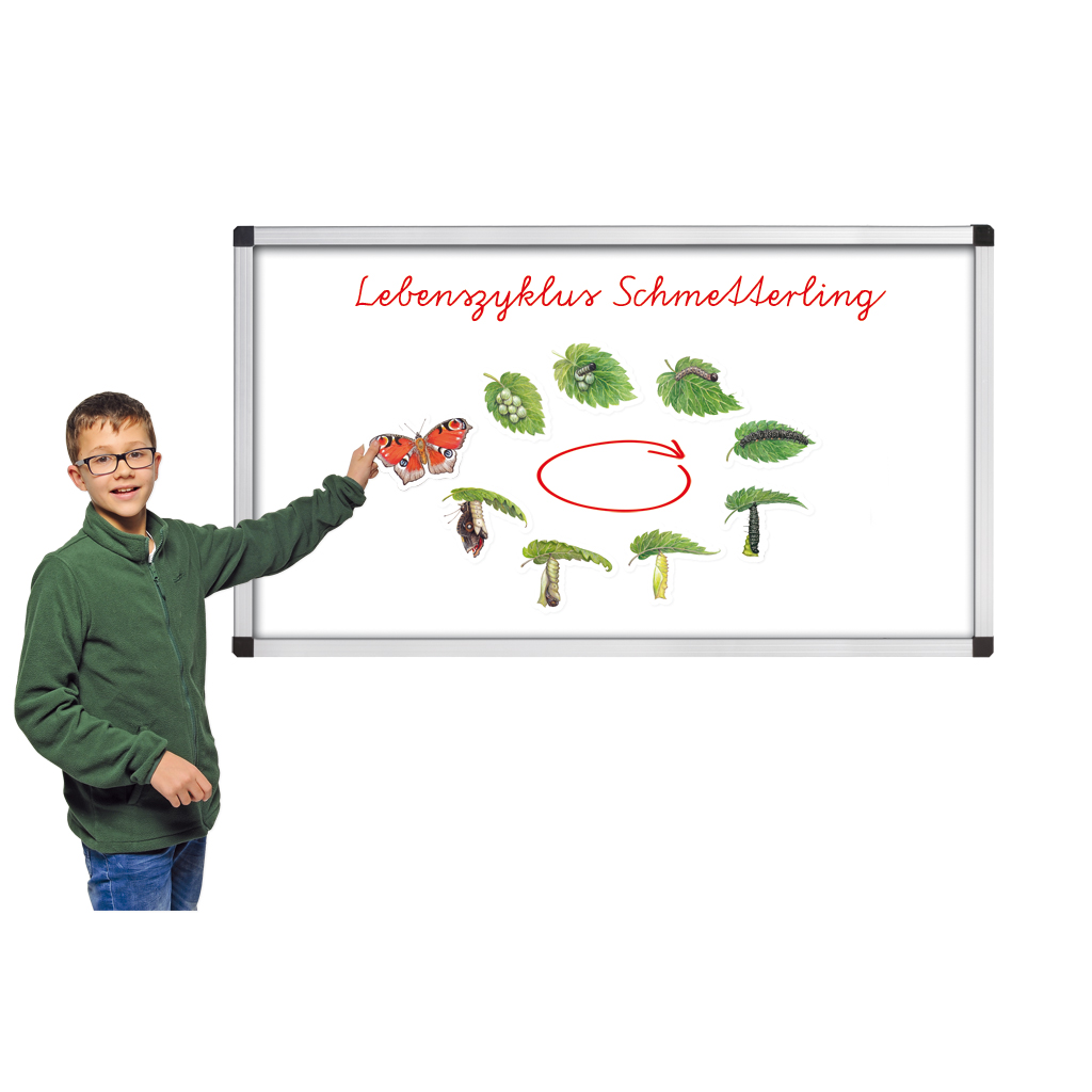 Vom Ei zum Schmetterling Vom Ei zum Schmetterling