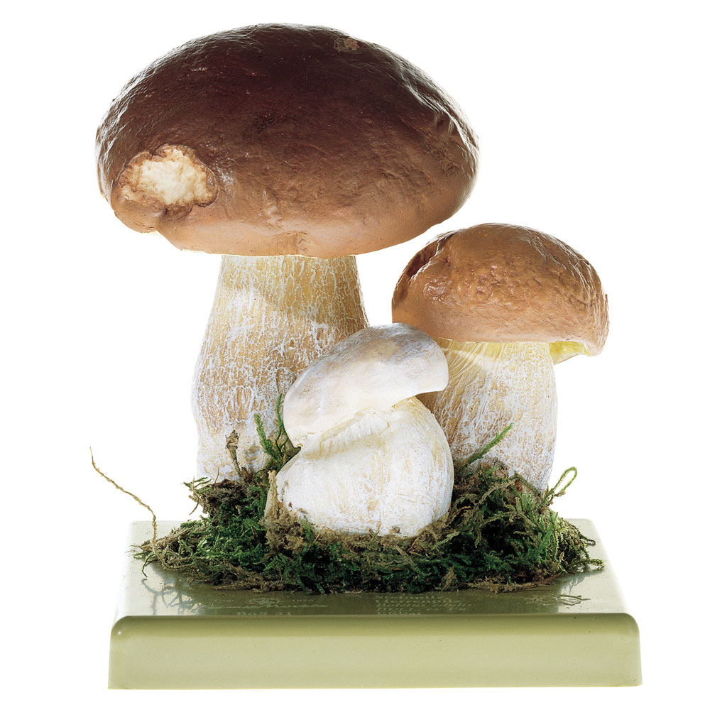 Modell vom Steinpilz