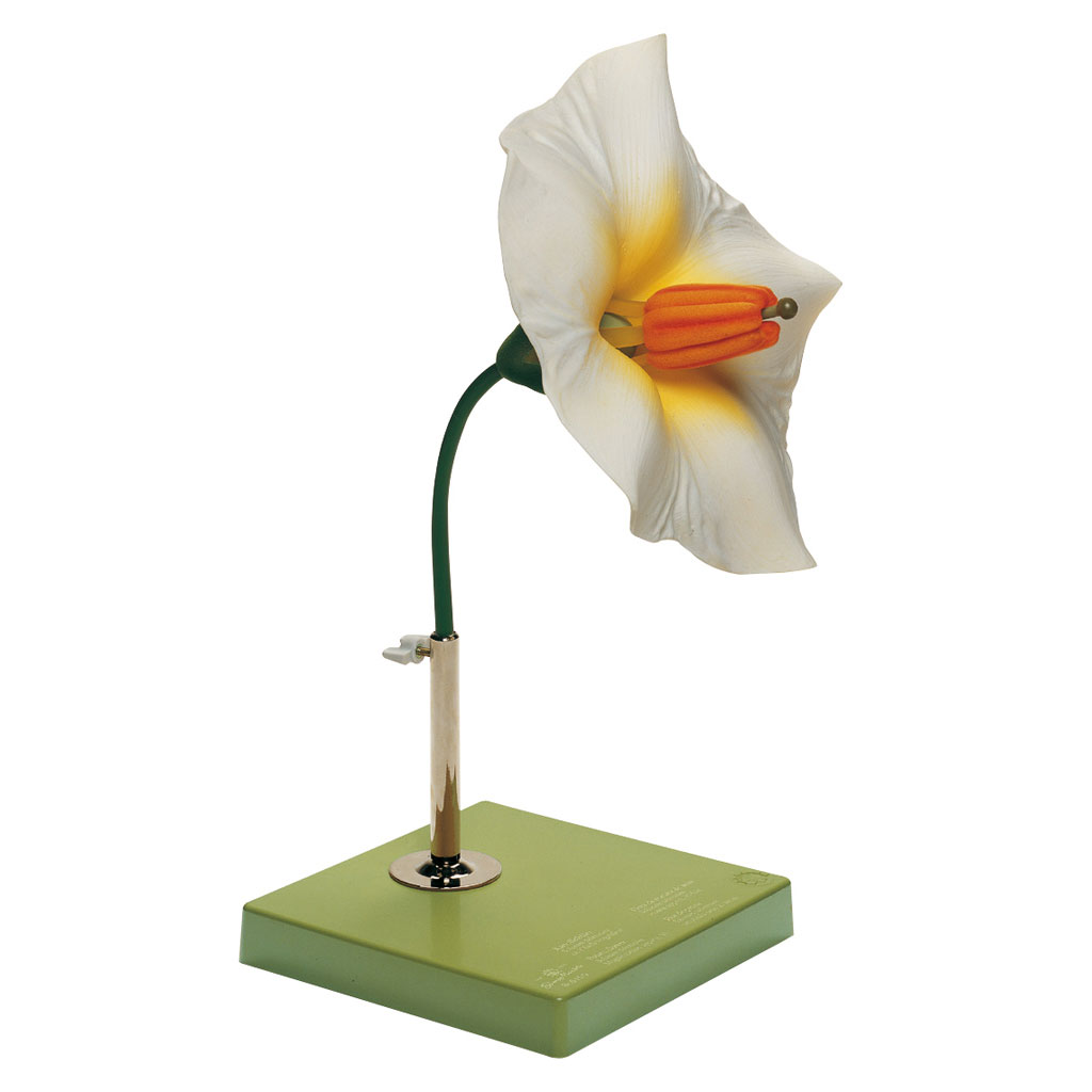 temp214822RqqtXsUBG4R5 Modell von der Kartoffelblüte