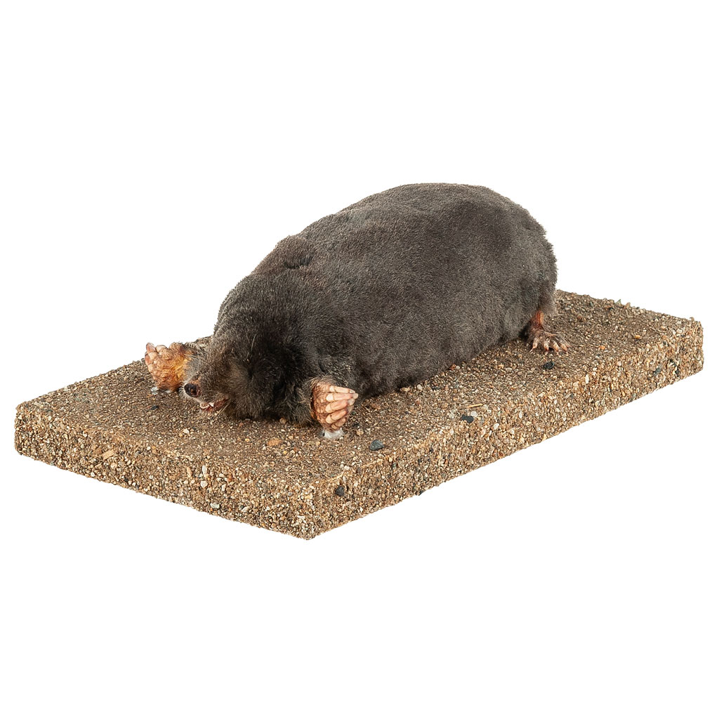 Ganzpräparat Maulwurf Ganzpräparat Maulwurf