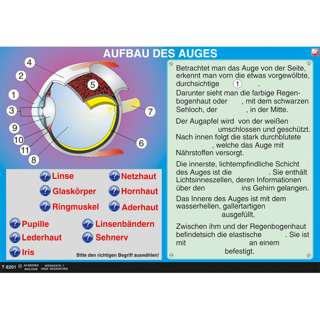 Interaktive digitale Tafelbilder HUMANBIOLOGIE 2