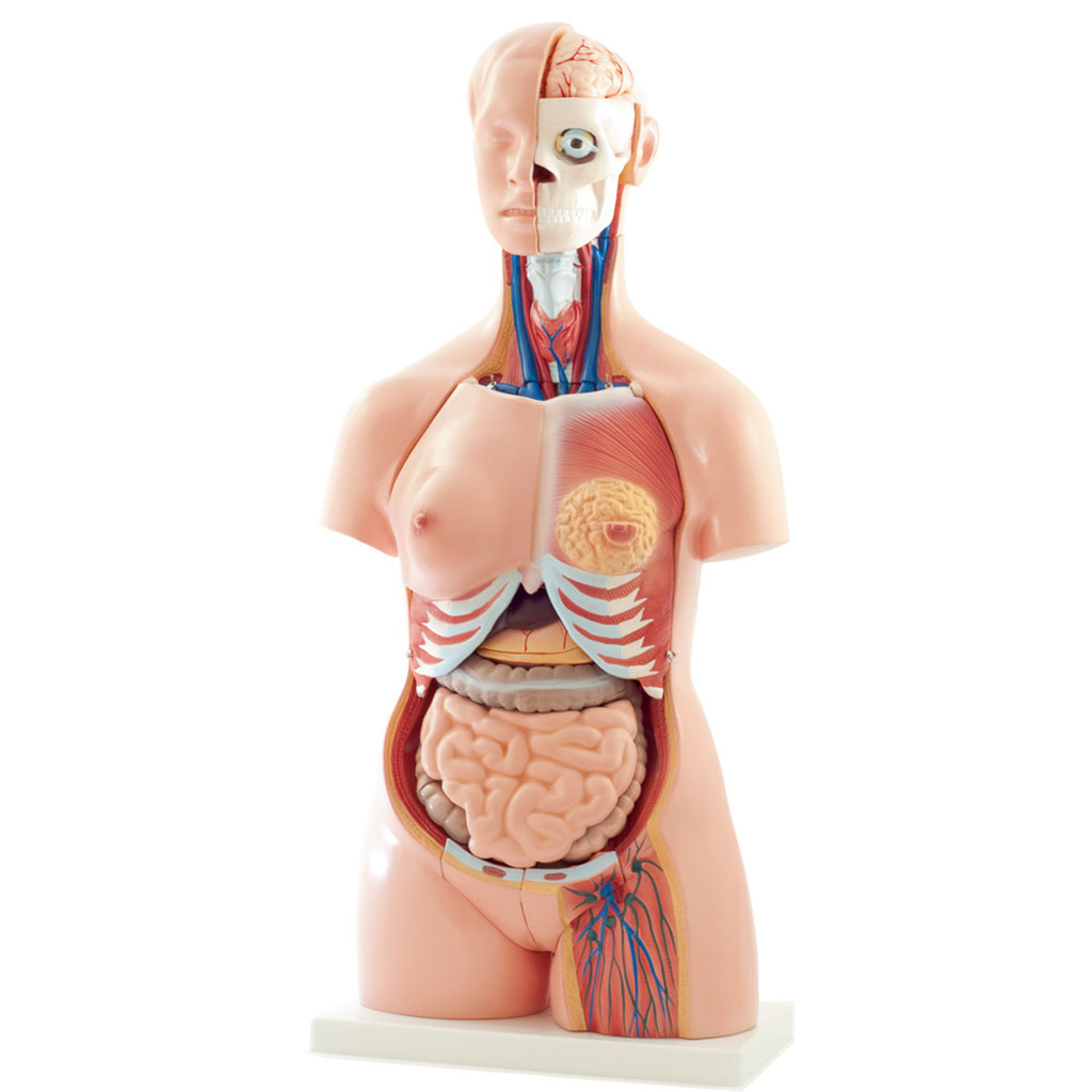 Zweigeschlechtlicher Torso mit Kopf