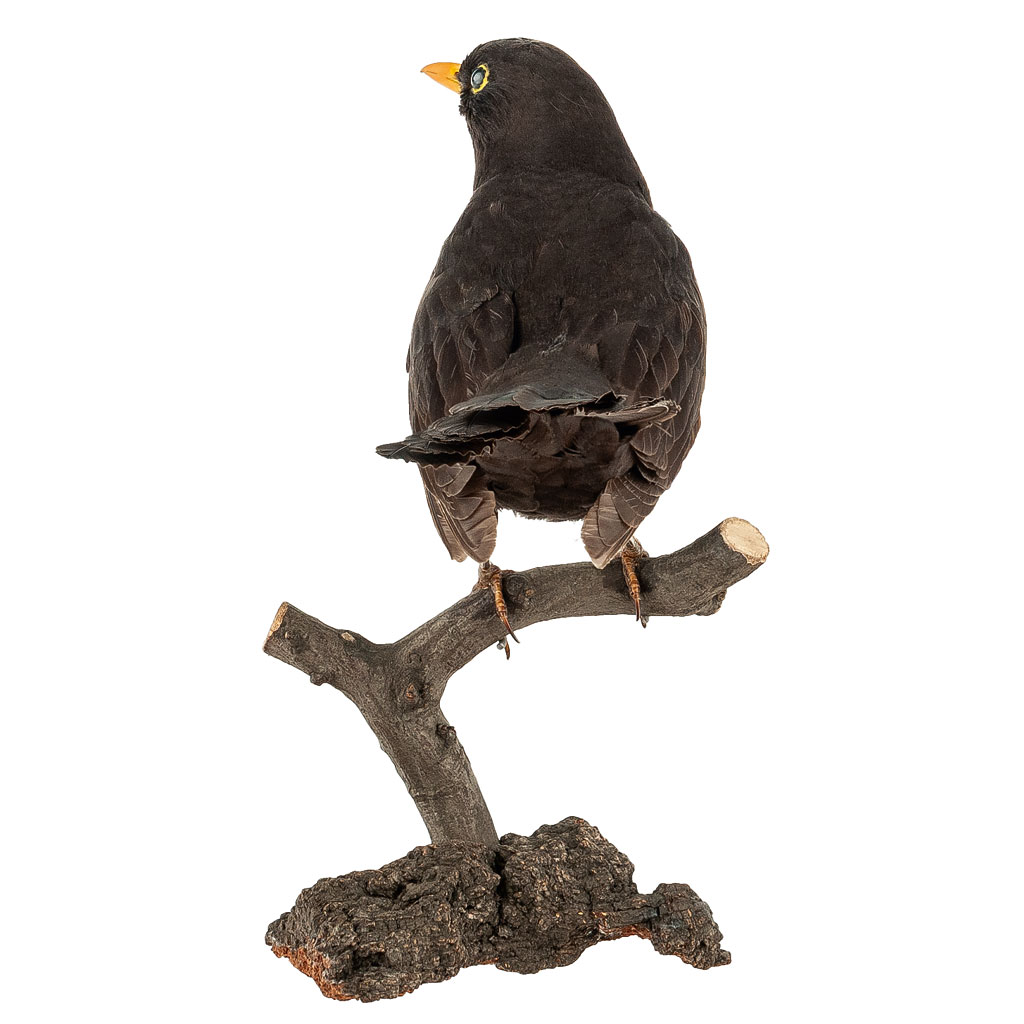 Ganzpräparat Amsel