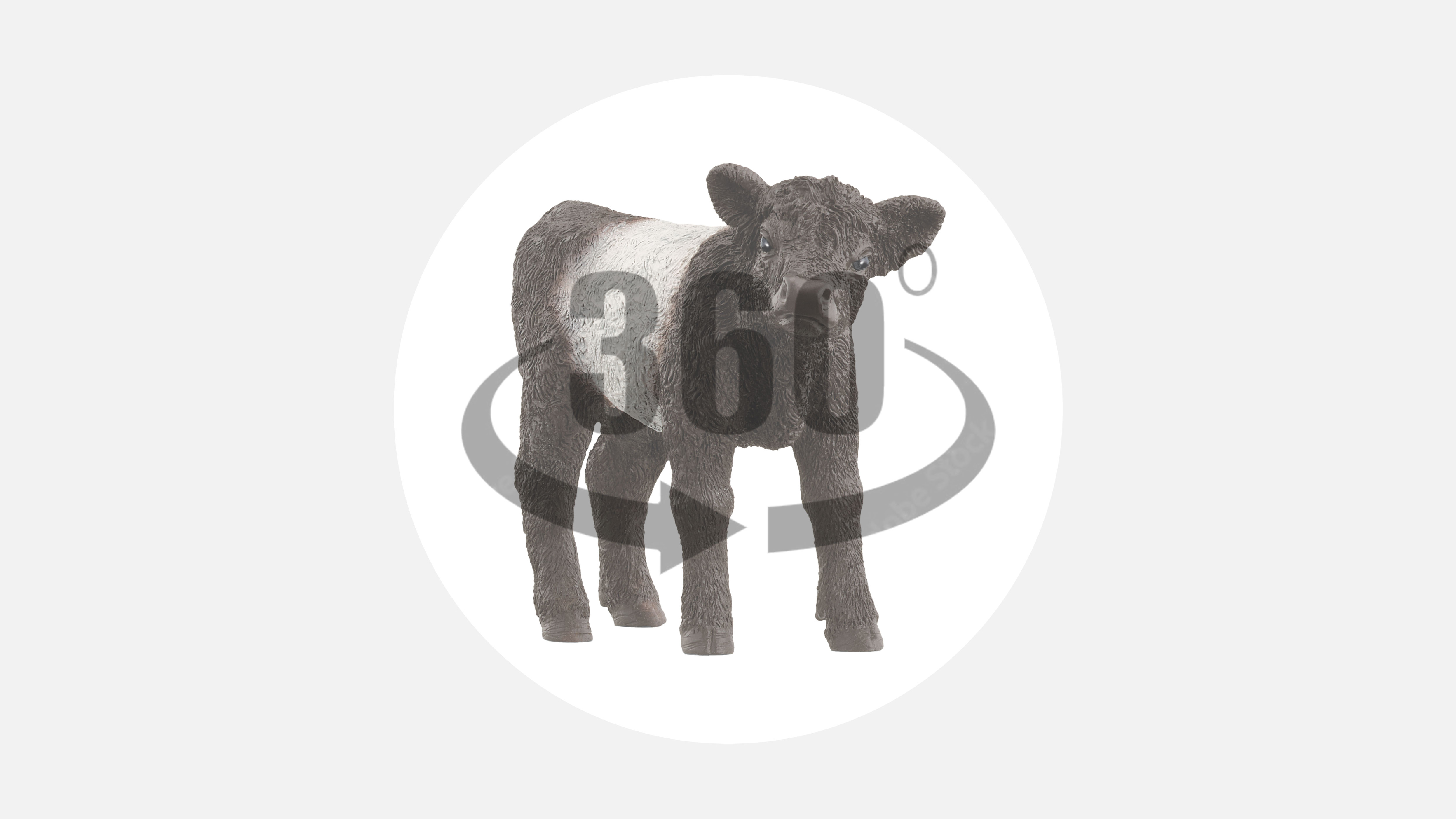 Video_zu_W-83655_Schleich-Galloway-Kalb_360Grad
