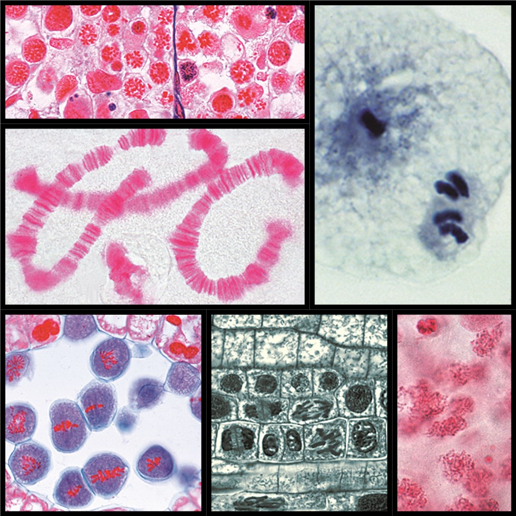 Serie 5150 Mitose und Meiose Serie I