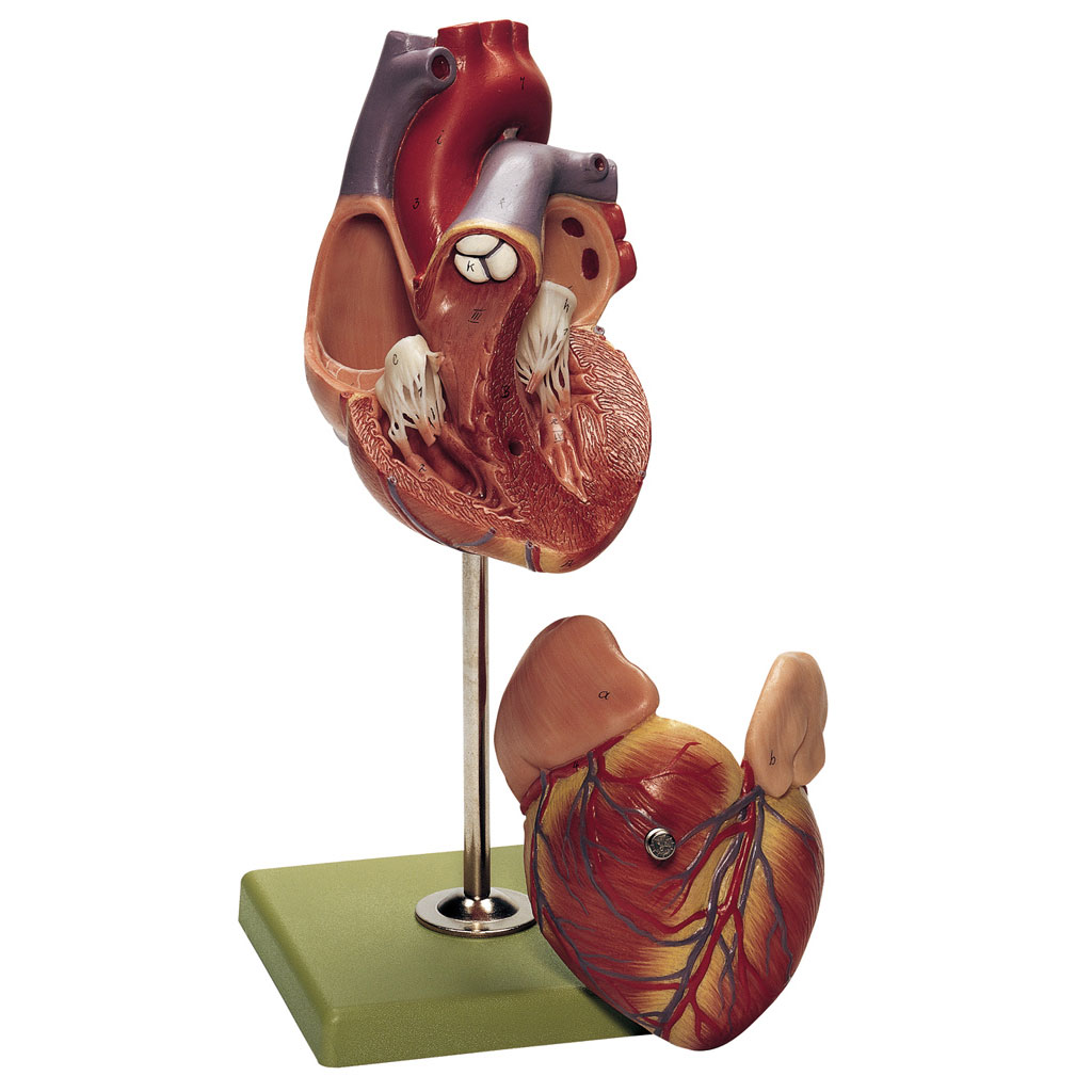Modell vom Herzen aus SOMSO®-Plast