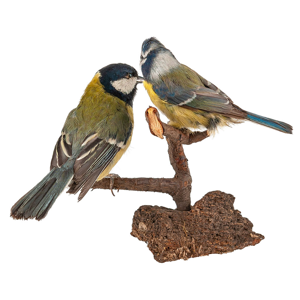 Ganzpräparat Kohlmeise Ganzpräparat Kohlmeise