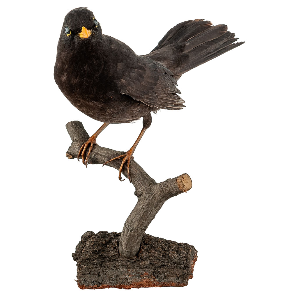 Ganzpräparat Amsel Ganzpräparat Amsel