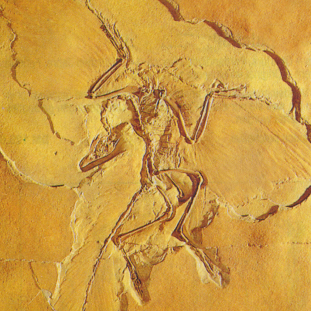 Archaeopteryx lithographica (Meyer)