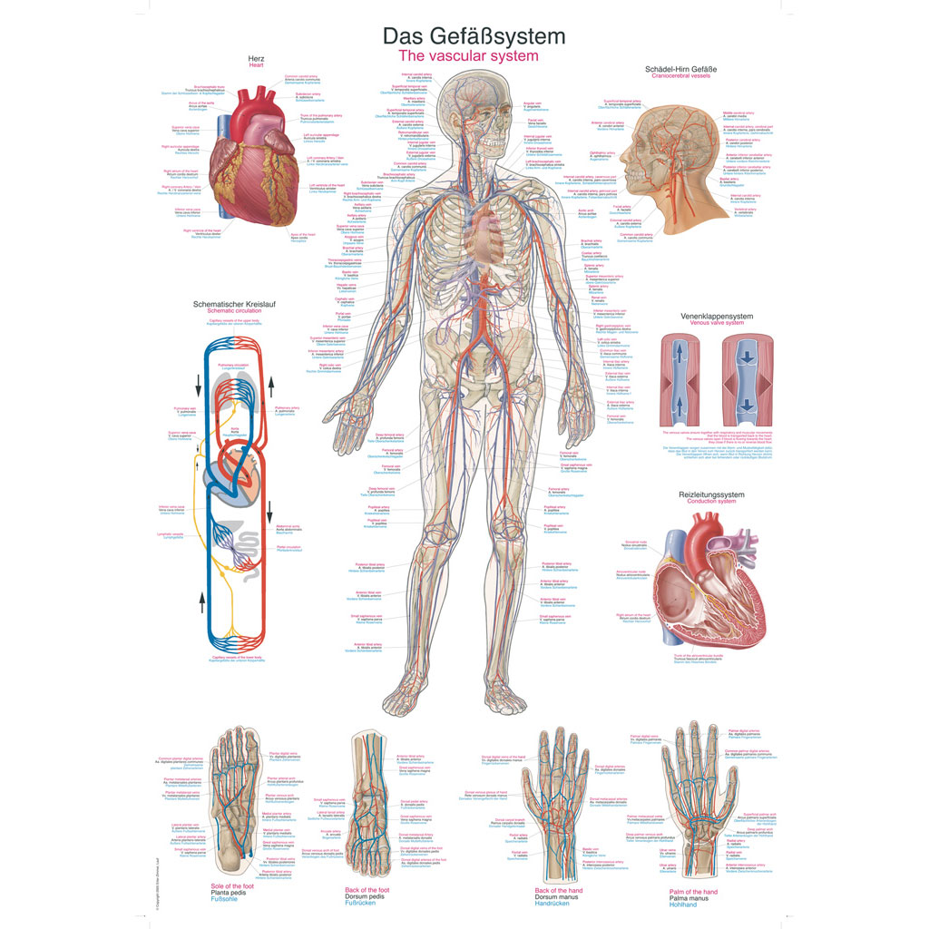 Lehrtafel "Das Gefäßsystem"