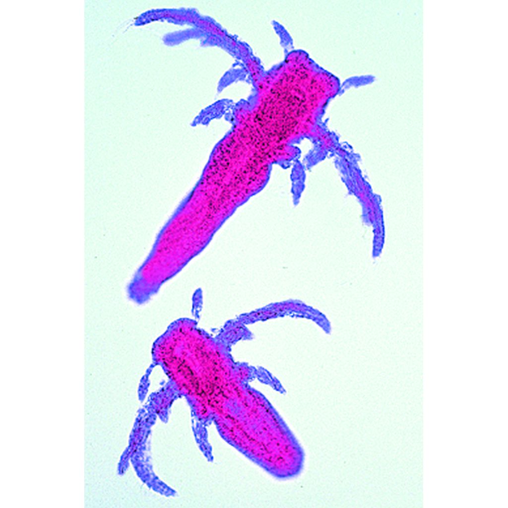 tempsd-41-002J9Q0xJePoPlTO Die Wunderwelt im Wassertropfen I