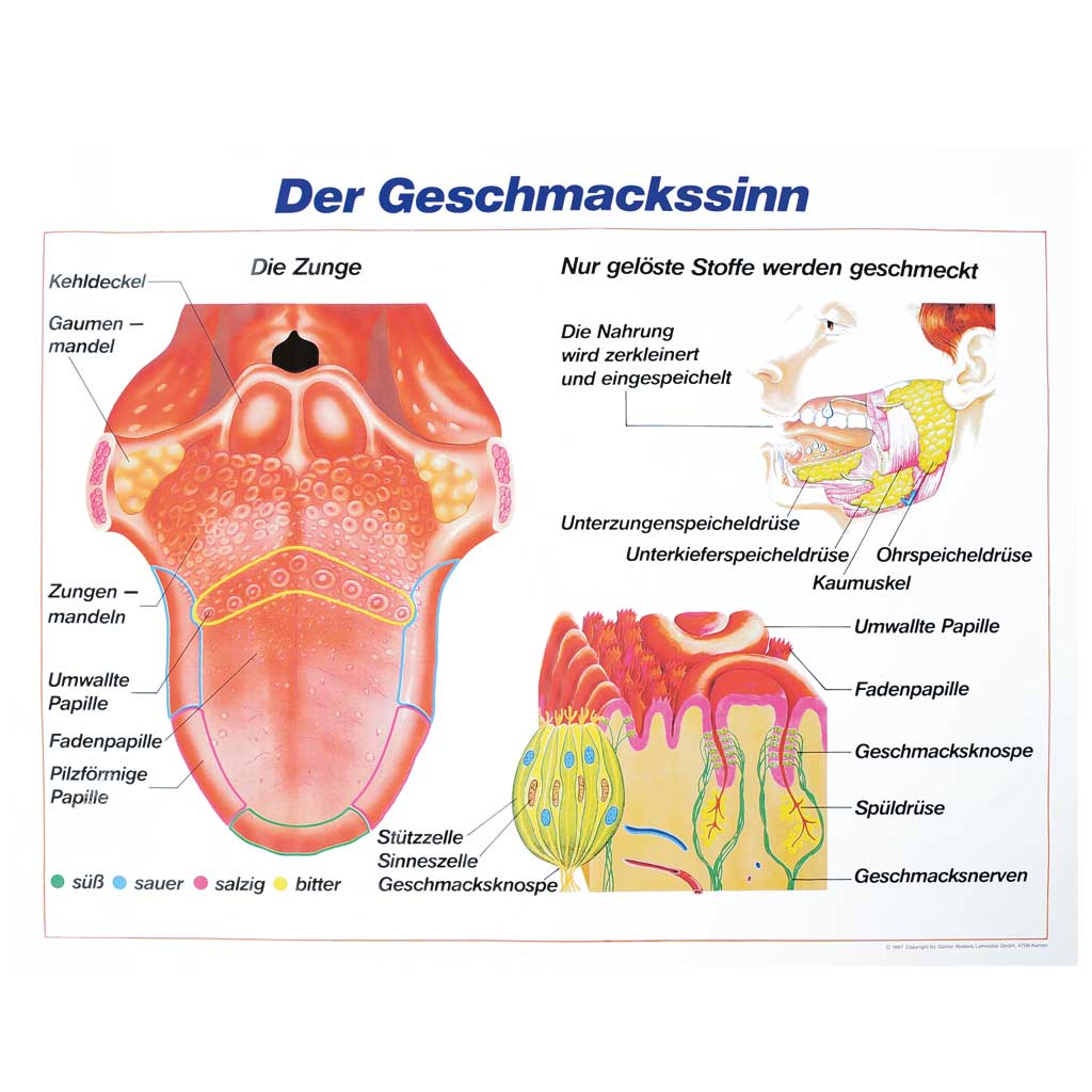 Schautafel , 70 x 90 cm, Der Geschmacksinn - Die Zunge