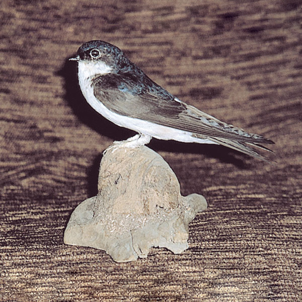 Ganzpräparat Mehlschwalbe