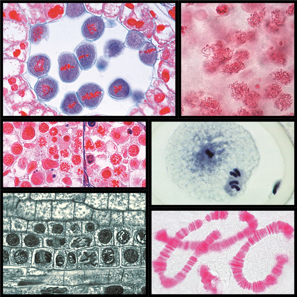 Serie 5170 Mitose und Meiose Serie II