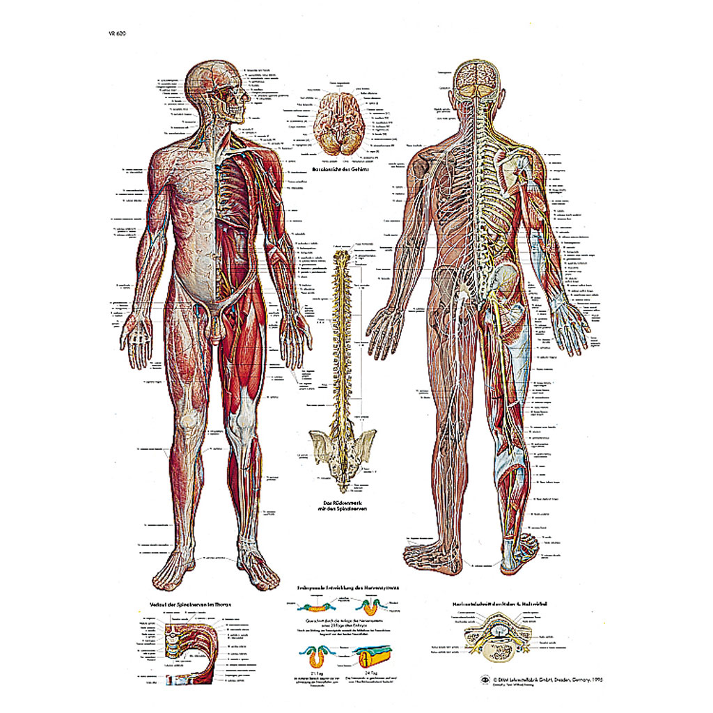 Das Nervensystem - Poster laminiert