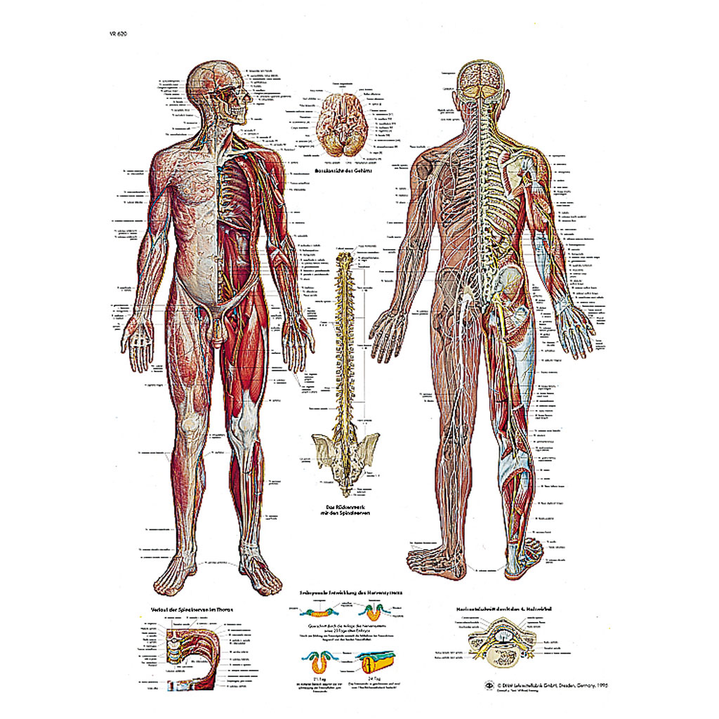 temp21102lljfYr5HLC42x Das Nervensystem - Poster laminiert