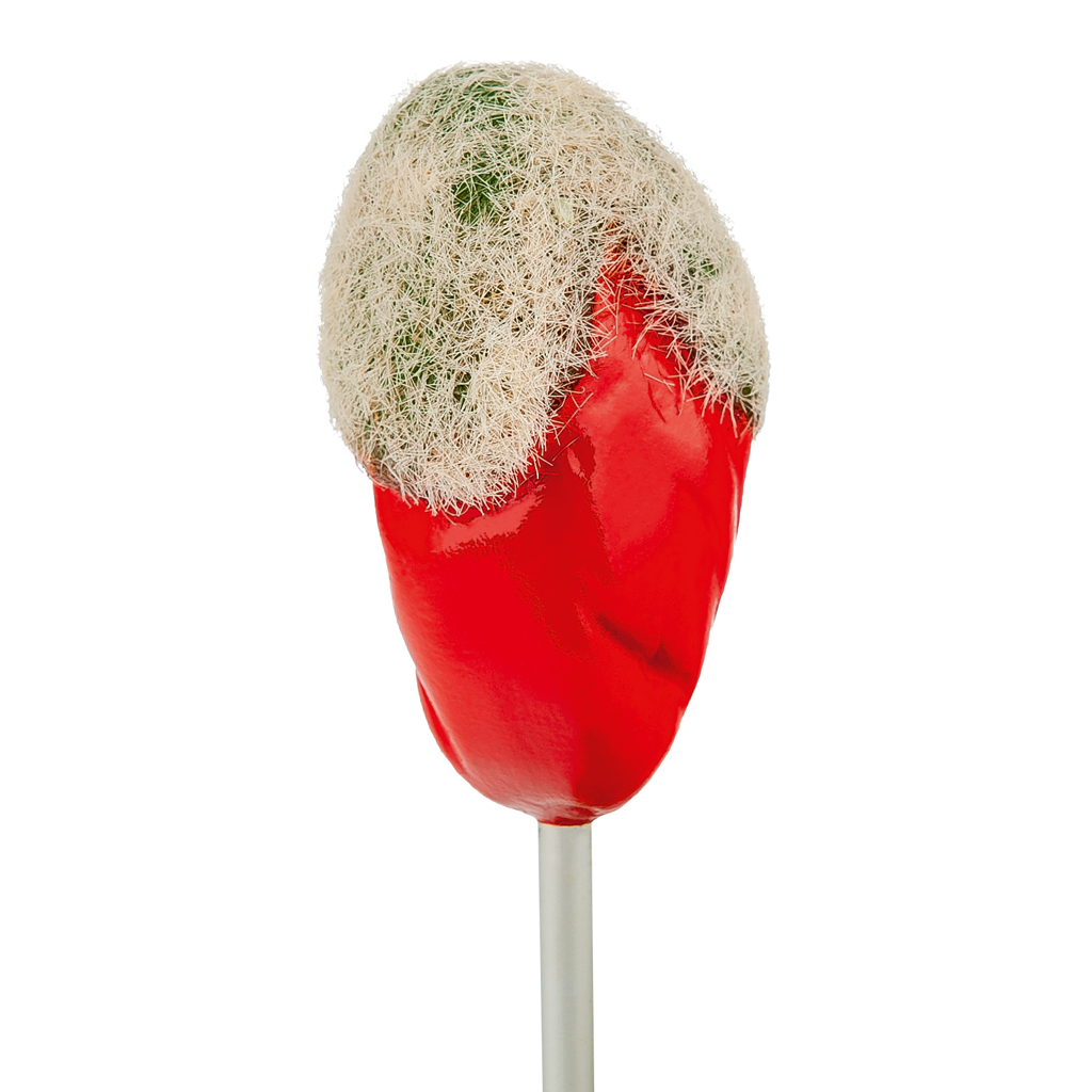 Klatschmohn-Blüte + Knospe