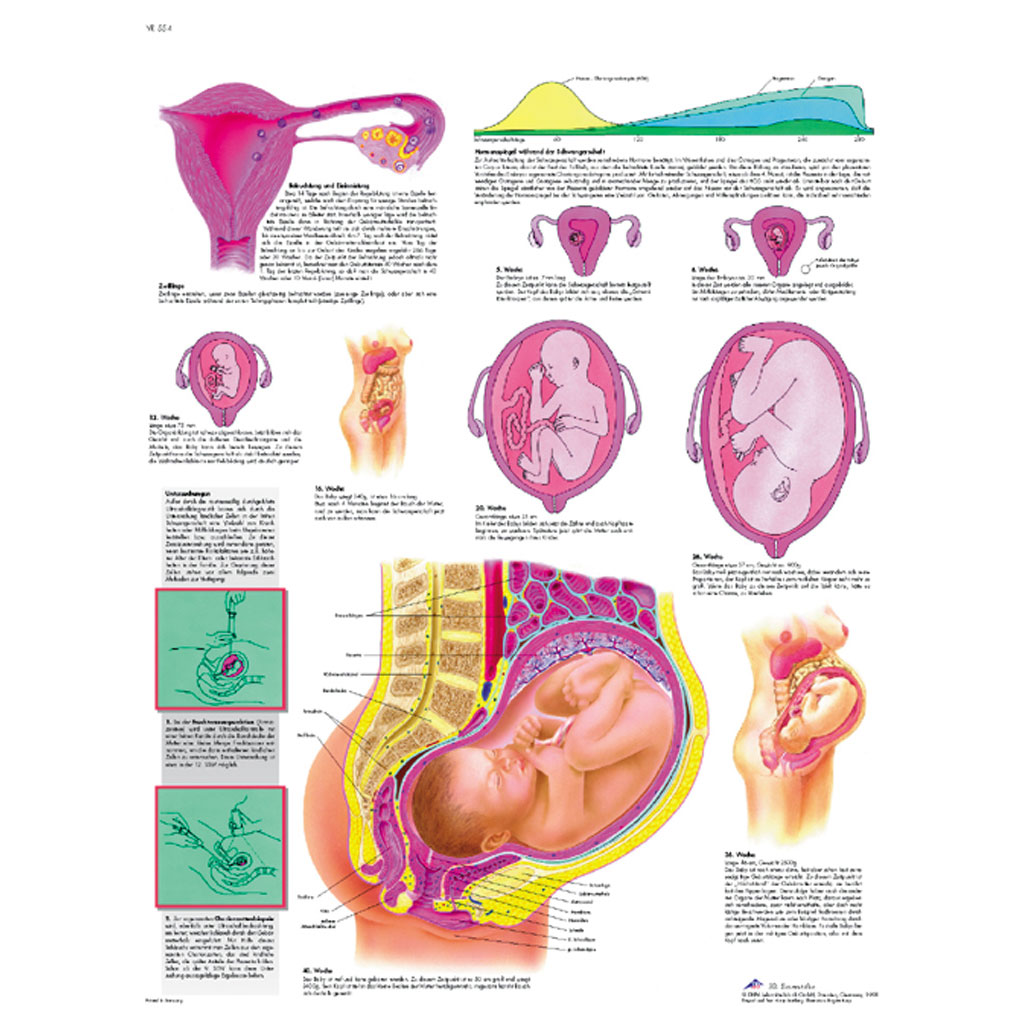 Schwangerschaft - Poster laminiert