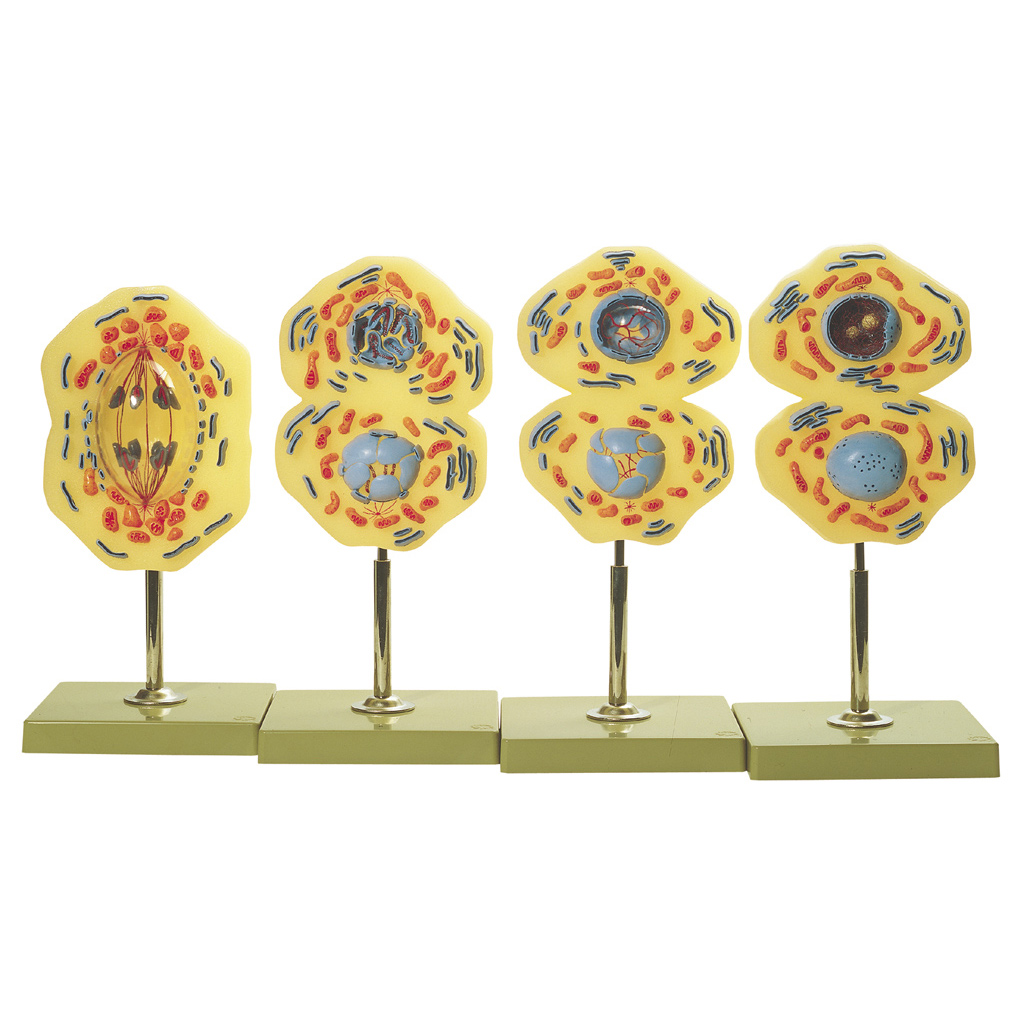 temp2348_1Q7S8r7JgpCpwQ Modell von der Mitose