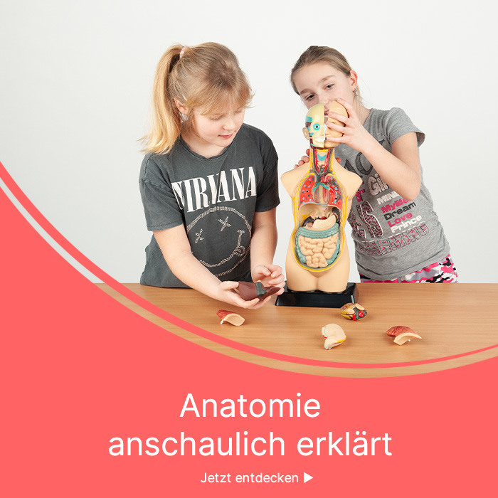 2 Kinder lernen mit einem Übungstorso
