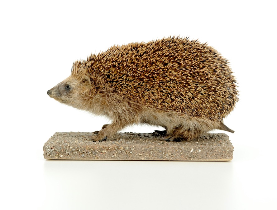 Ganzpräparat Igel