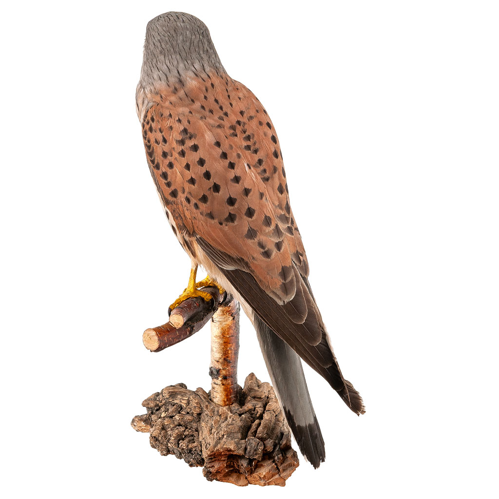 Ganzpräparat Turmfalke