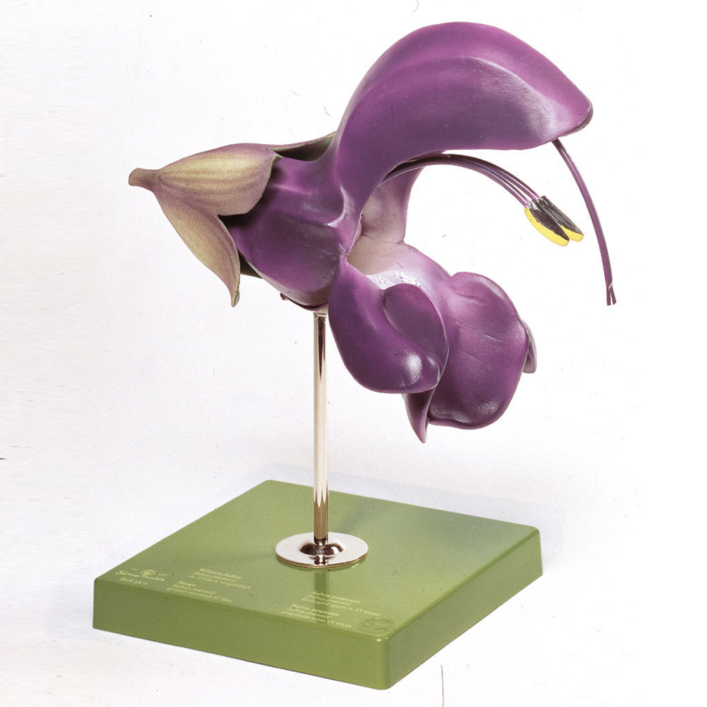 temp2371ySdjJV99upb2r Wiesensalbei, Blüte