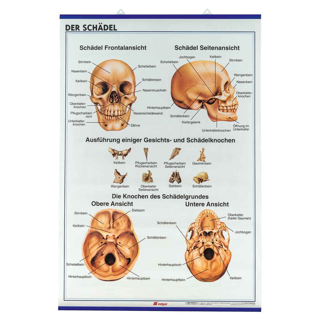 Das Skelett, Der Schädel