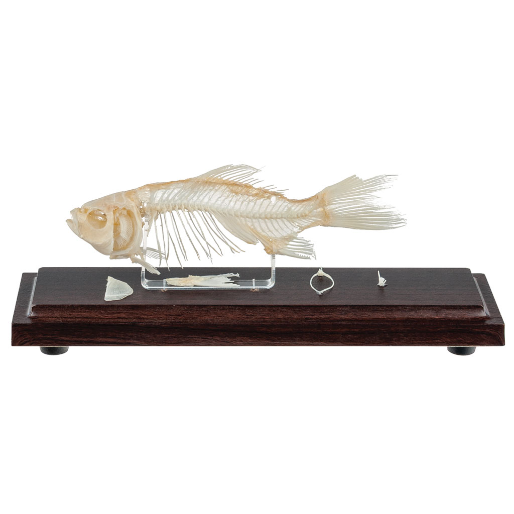 Skelett vom Karpfen klein unter Acrylglas Skelett vom Karpfen klein unter Acrylglas