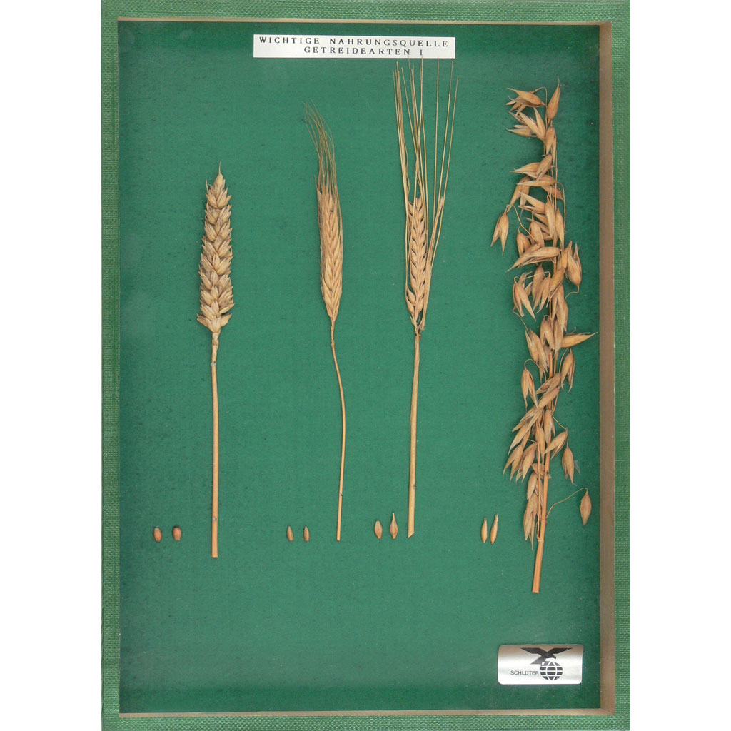 temp2488O8T3dBYtz8v10 Getreide I und II – Set