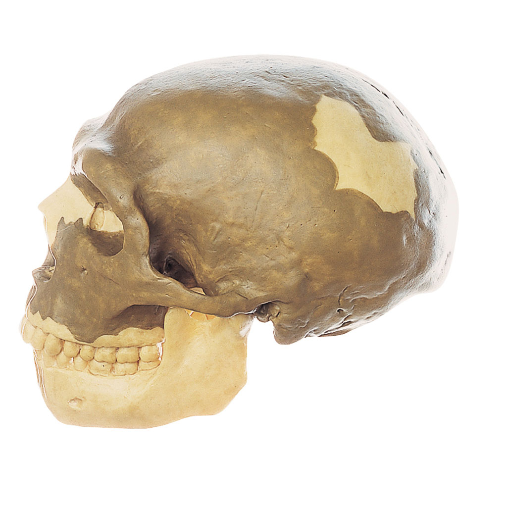 Schädelrekonstruktion - Homo neanderth.
