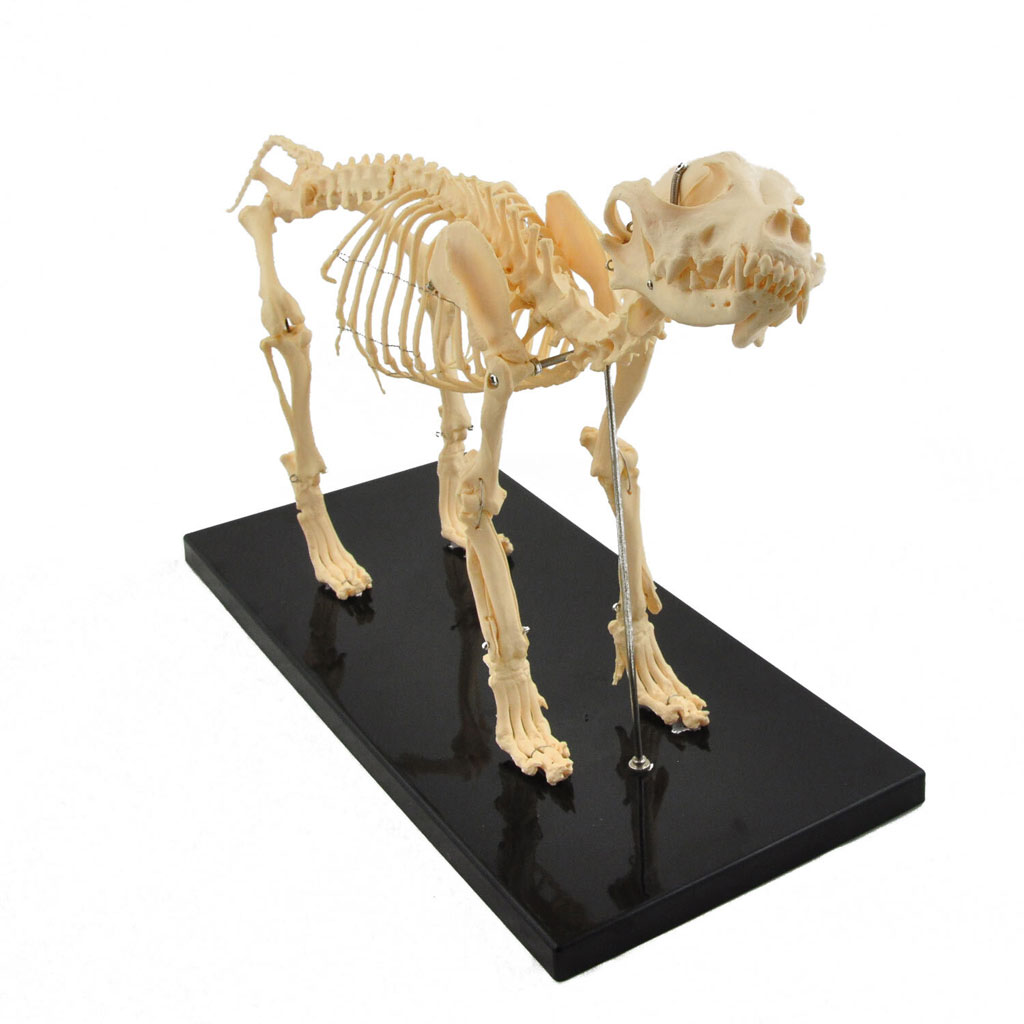 Hundeskelett, Naturabguss klein