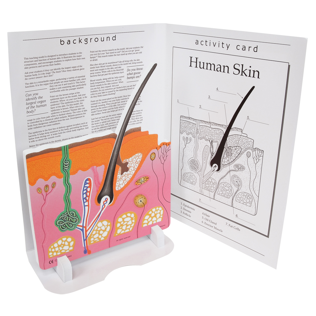 Anatomisches Modell Die Haut, inkl. Kopiervorlagen, 10-teilig